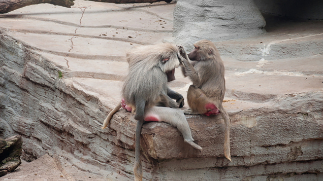 Illustration for article titled 9 Breathtaking Photos Of Nature With A Generous Helping Of Those Red-Assed Monkeys